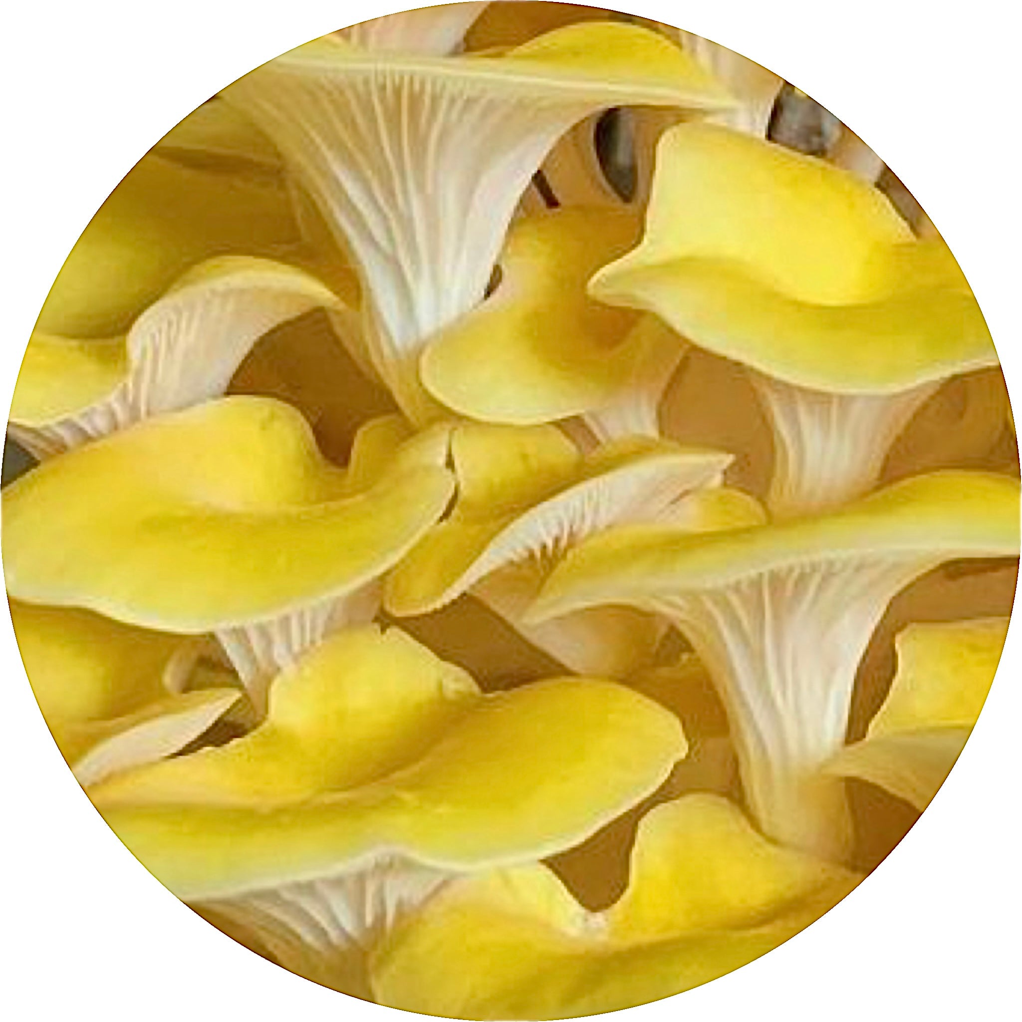golden oyster mushroom